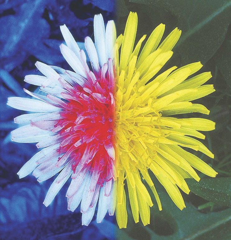 dandelion is divided in half: one half appears white and red, the other yellow